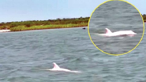 दुर्लभ गुुलाबी डॉल्फिनला मच्छीमाराने टिपले कॅमेर्यात