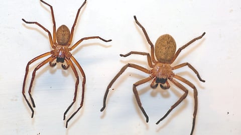 कोळ्यांना आठ पाय का असतात?