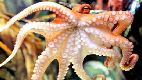 उलट्या होत असल्याने डॉक्टरांकडे गेला अन्…