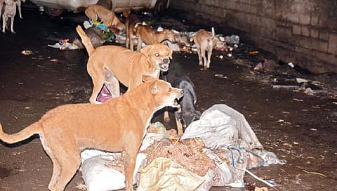 कोल्हापूर : भटक्या कुत्र्यांचा उपद्रव कमी होणार