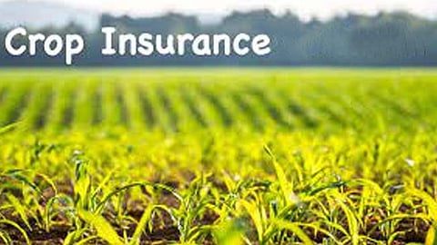 Crop Insurance