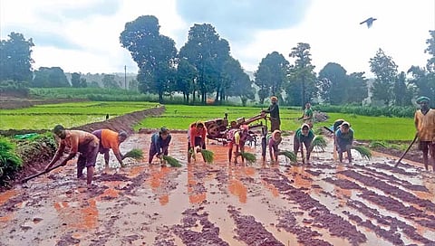 कोल्हापूर जिल्ह्यात 80 हजार हेक्टर क्षेत्र पेरणीविना