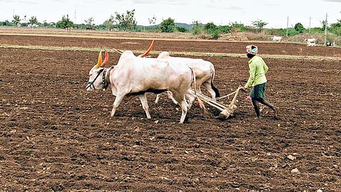 पुणे जिल्ह्यात जेमतेम १२०० हेक्टरवर पेरण्या, पश्चिम पट्ट्यात भात रोप वाटिका टाकण्यास वेग