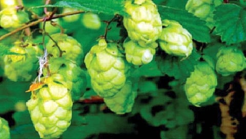 तब्बल 85 हजार रुपयांची भाजी!