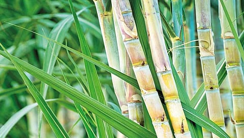 सांगली : उसाच्या एफ. आर. पी. मध्ये घटच