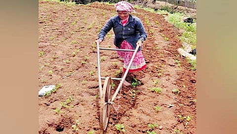 सातारा : पाटण तालुक्यात खरिपाच्या पेरण्या लांबणीवर