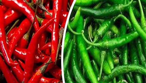 कोल्हापूर जिल्ह्यात 300 महिला बचत गटांच्या माध्यमातून मिरची उत्पादन