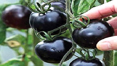 काळे टोमॅटो असतात पोषक घटकांचा खजिना!