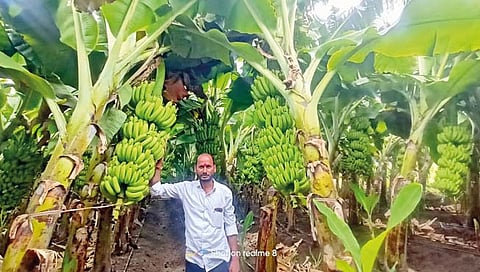 पंढरपूर : रोपळे येथील शेतकर्याची केळी इराणच्या बाजारपेठेत