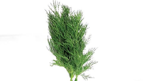 कोल्हापूर : कंपवाताच्या विकारावर शेपू गुणकारी : शिवाजी विद्यापीठाच्या जैवतंत्रज्ञान विभागाचे महत्वपूर्ण संशोधन