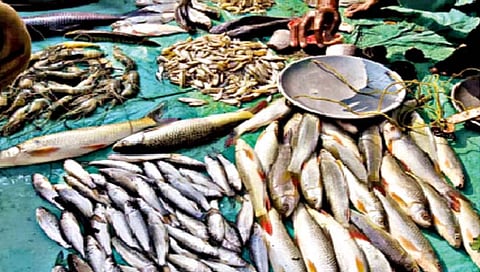 मत्स्यपालन अर्थव्यवस्थेला पूरक!