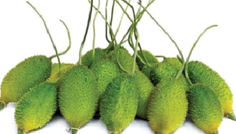 ‘ही’ रानभाजी आहे आरोग्यासाठी गुणकारी! पावसाळ्यात जरुर खा!