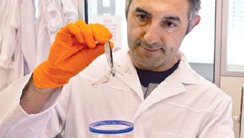 कर्करोगावरील औषधांच्या चाचणीसाठी ‘पारदर्शक उंदीर’!