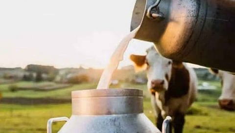 कोल्हापूर : गाय दूध खरेदी दरात २ रु. कपात