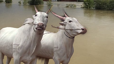 कोल्हापूर : कासारी नदी; पुराच्या पाण्यात शिरताच बैलजैडीने सोडले प्राण, मालक सुखरुप