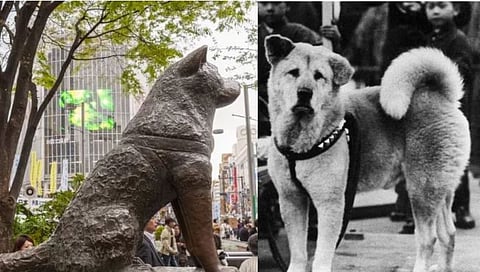 Hachiko story : ‘या’ श्वानाचे त्याच्या मालकावरील प्रेम पाहून तुमचेही मन गहिवरेल