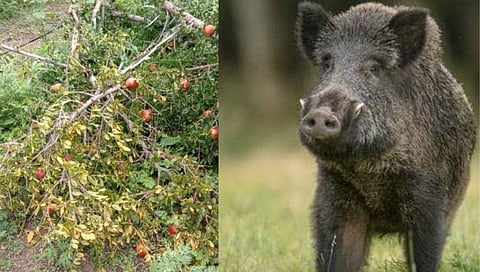 नाशिक : शेतीत रानडुकरांचा हैदोस, दहिवडला डाळिंब बागेचे नुकसान