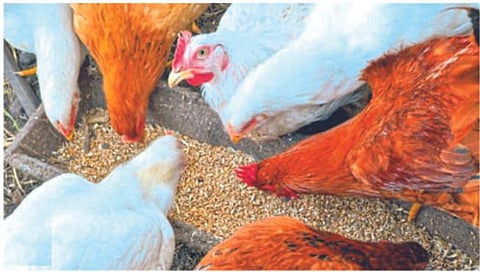 नाशिक : लाखोंच्या कुक्कुटखाद्यावर मारला परस्पर ताव, टेम्पोचालक फऱार