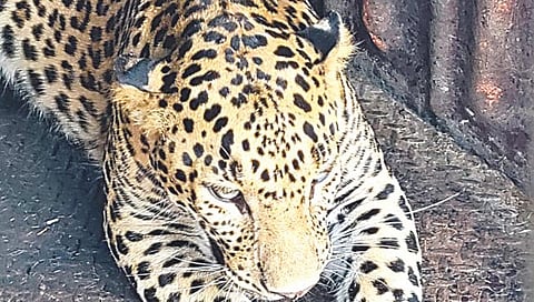 नाशिक : विजयनगरला भल्या पहाटे बिबट्या पिंजऱ्यात जेरबंद