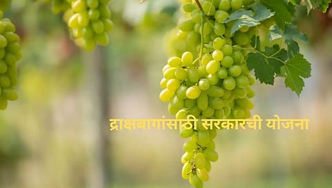 Plastic cover scheme : शेतकऱ्यांनो द्राक्षबागांना बसवा प्लास्टिक कव्हर, सरकारने आणली योजना ; असा घ्या योजनेचा लाभ