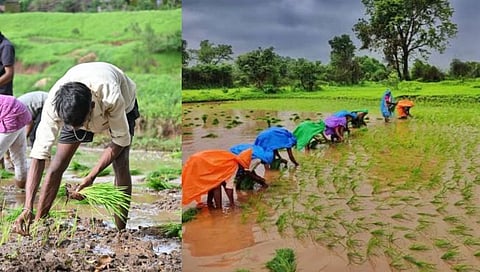 धुळे : पिंपळनेरच्या पश्चिम पट्ट्यात भातलागवड सुरु ; चिखलणी करून भातरोपणी