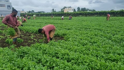 नाशिक : कोथिंबिरीला मिळाला एकरी दोन लाखांचा दर, उंबरखेडचा शेतकरी लखपती