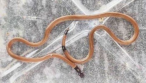 नाशिक : पिंपळगाव बसवंत टोलनाका परिसरात आढळला अतिदुर्मीळ ‘पोवळा’ साप