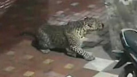 नाशिक : गौळाणे परिसरात बिबट्याचा मुक्त संचार, गावकऱ्यांमध्ये भितीचे वातावरण