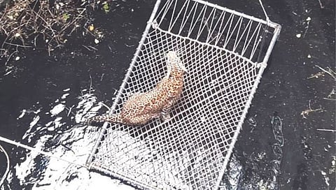 नाशिक : हल्ला करण्याच्या नादात बिबट्या पडला विहिरीत, पास्ते येथील घटना