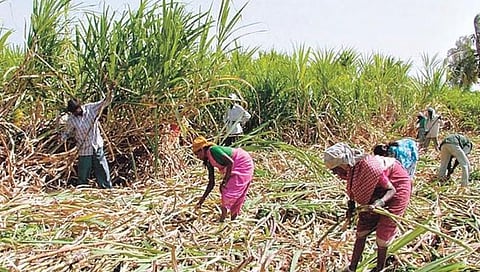 नंदुरबार : ऊसतोड कामगारांना ओळखपत्रासाठी नोंदणी करण्याचे आवाहन