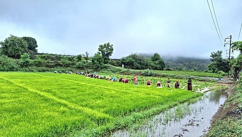 Nashik : इगतपुरी तालुक्यात भात लागवडीला सुरुवात