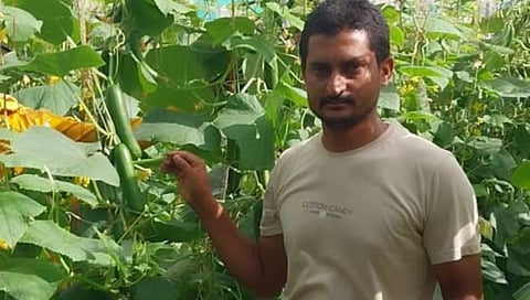 नाशिक : २० गुंठे काकडीतून साडेचार लाखांचे उत्पन्न, आमोदे गावाच्या युवा शेतकऱ्याची यशोगाथा