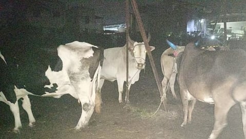 नाशिक : ओझरमध्ये ७३ गोवंश जनावरांची सुटका