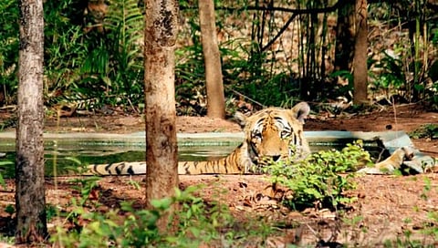 जागतिक व्याघ्र दिन विशेष : आशिया खंडातील सर्वात ताकदवान वाघ ‘वाघडोह’