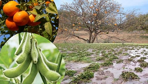 राज्यात अतिवृष्टी, पुरामुळे ४ लाख हेक्टरवरील पिकांना फटका; यवतमाळ, बुलढाणा जिल्ह्यांचे सर्वाधिक नुकसान | Crop losses due to flood