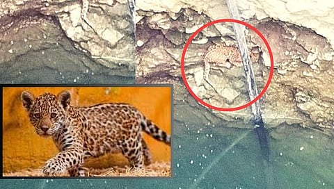 बीड : आष्टी तालुक्यात बिबट्याचे पिल्लू पडले विहीरीत