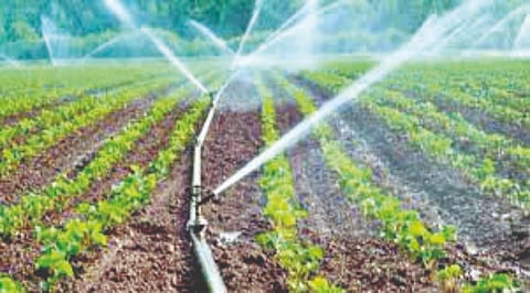 ठिबक सिंचनकडे 2 हजार शेतकर्यांची पाठ!