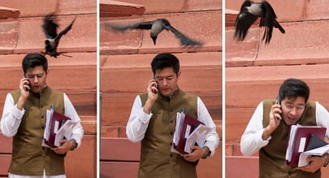 आपचे खासदार राघव चड्ढा हे संसदेबाहेर फोनवर बोलत येत होते. यावेळी त्यांच्यावर कावळ्याने हल्ला केला.