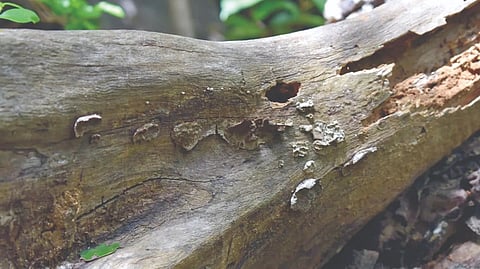 Plastic Eater Fungus : झाडावर वाढणारी ‘ही’ बुरशी खाऊ शकते प्लास्टिक!