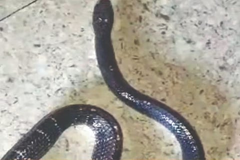 नागापेक्षाही जहाल विषारी साप!