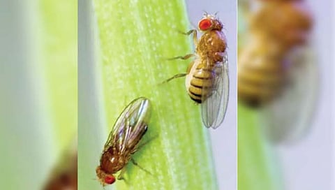 नराशिवायच पिल्लांना जन्म देणार ‘ही’ माशी