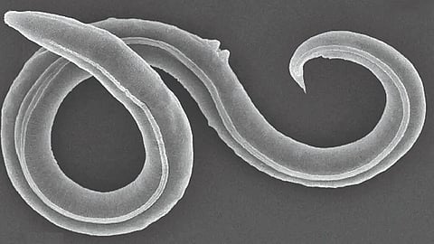 तब्बल 46 हजार वर्षांपूर्वीची कृमी पुन्हा झाली ‘जिवंत’!