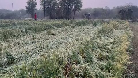 धुळे : अवकाळीतील नुकसानग्रस्तांना दिलासा, नुकसान भरपाईसाठी मदत प्रक्रीया सुरु