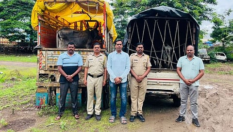 नाशिक : पाळे खुर्दमध्ये कत्तलीसाठी जमा केलेल्या ९ जनावरांची सुटका; अभोणा पोलिसांची कारवाई