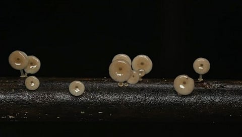 Biolumi Bioluminescent Fungi; सिंधुदुर्ग : होडावडे गावात सापडली रात्री चमकणारी बुरशी