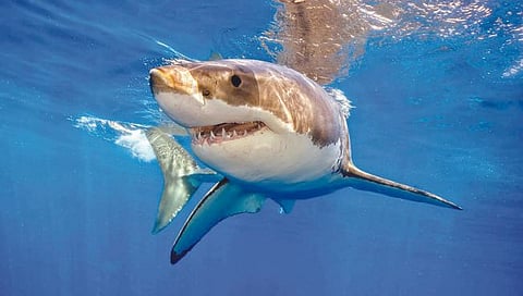 शार्कपेक्षा माणूस ३०० पट अधिक धोकादायक