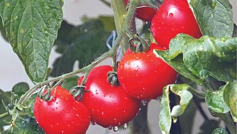 कोल्हापूर : हेरवाड येथील शेतातून ५० हजारांच्या टोमॅटोची चोरी