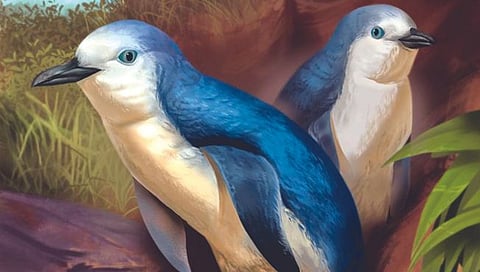 तीस लाख वर्षांपूर्वी होते चिमुकले पेंग्विन