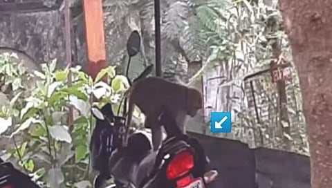 माकडाने पळवली लाख रुपये असलेली बॅग!