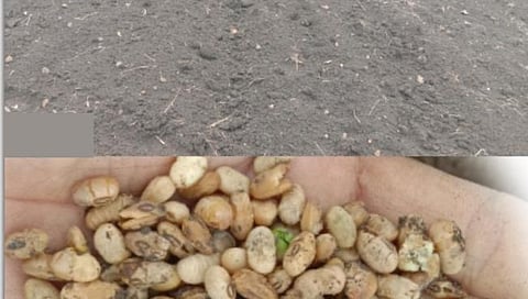 हिंगोली : सेनगाव तालुक्यातील शेतकऱ्यांवर दुबार पेरणीचे संकट